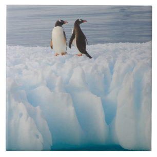 Carreau En Céramique pingouin doux, Pygoscelis Papouasie, sur la glace 