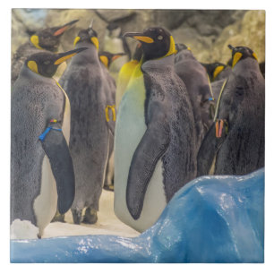 Carreau En Céramique Pingouins au carrelage en céramique du zoo