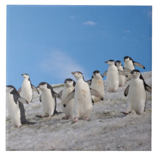 Carreau En Céramique Pingouins   Pygoscelis Antarctique
