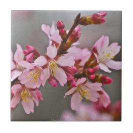 Carreau En Céramique Pink Against A Gray Sky Japanese Cherry Blossoms