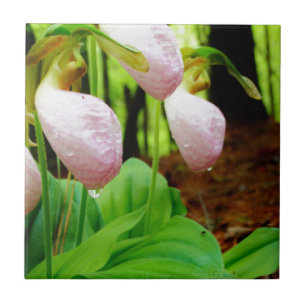 Carreau En Céramique Pink Lady Slipper sauvage orchidée