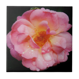 Carreau En Céramique Pink Rose w/ Dew Drops Black Background