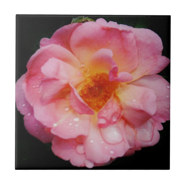 Carreau En Céramique Pink Rose w/ Dew Drops Black Background (Devant)