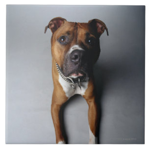 Carreau En Céramique Pitbull Terrier se couchant