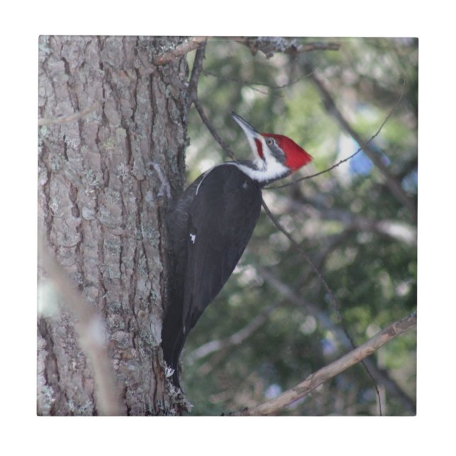Carreau En Céramique Pivert de Pileated (Devant)