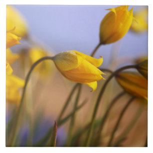 Carreau En Céramique Plan rapproché des jonquilles