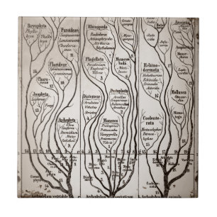 Carreau En Céramique Plantae Protista Animalia