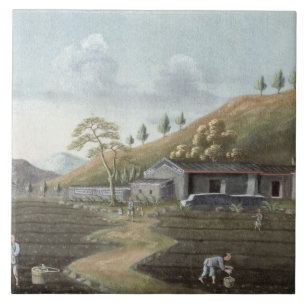 Carreau En Céramique Plantation de thé (la semaine sur le papier)
