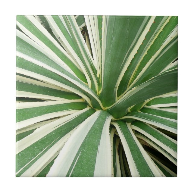 Carreau En Céramique Plante Agave Vert et blanc rayé (Devant)