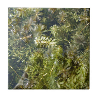 Carreau En Céramique Plante d'étang (ou, "étang luxuriant Plantlife")