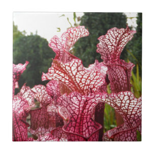 Carreau En Céramique Plante Pink Pitcher