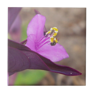 Carreau En Céramique plante violet appelé "spiderwort" et une minuscule
