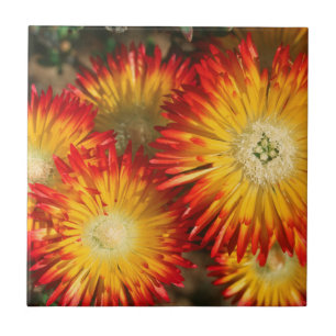 Carreau En Céramique Plantes à glace (Lampranthus Aureus) en fleurs