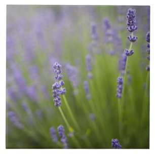 Carreau En Céramique Plantes de lavande 2