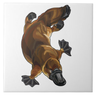 Carreau En Céramique platype