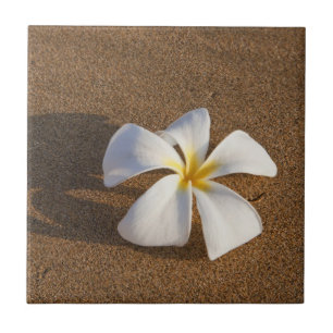 Carreau En Céramique Plumeria sur la plage de sable, Maui, Hawaii, Éta