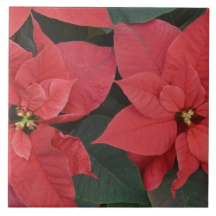 Carreau En Céramique Poinsettia rouge détail (Euphorbia pulcherrima)