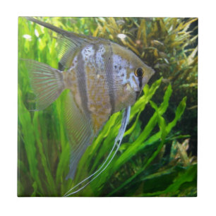 Carreau En Céramique Poisson Angel