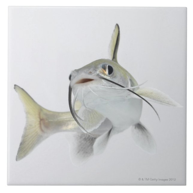 Carreau En Céramique Poisson-chat de mer de Tete (seemanni de (Devant)