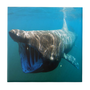 Carreau En Céramique Poisson de requin Océan tropical Destin Cadeaux