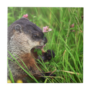 Carreau En Céramique Poisson de trèfle