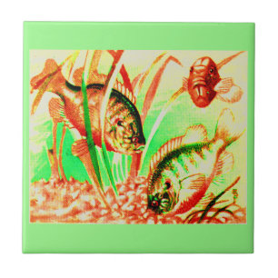 Carreau En Céramique poisson d'eau douce