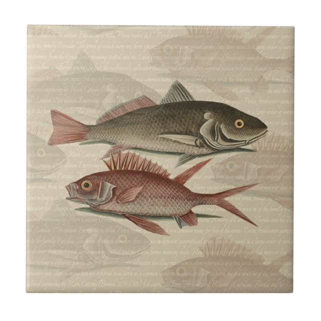 Carreau En Céramique Poisson Perche rouge Art pêcheur (Devant)
