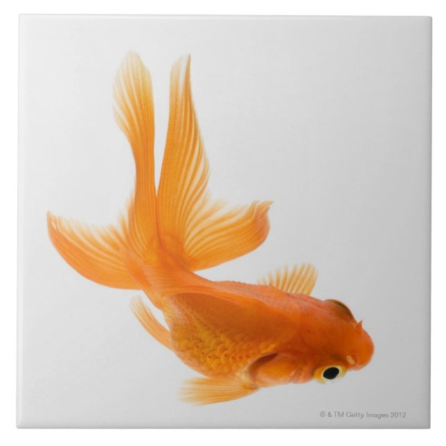 Carreau En Céramique Poisson rouge de rose des vents (auratus de (Devant)