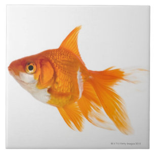 Carreau En Céramique Poisson rouge, vue de côté