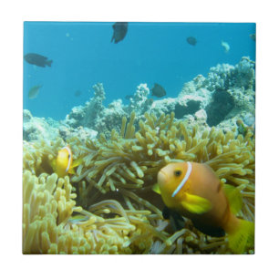 Carreau En Céramique Poissons d'aquarium