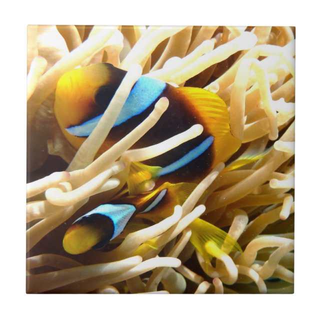 Carreau En Céramique Poissons de clown (Devant)