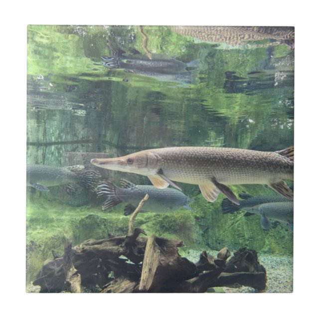 Carreau En Céramique Poissons de Pike (Devant)