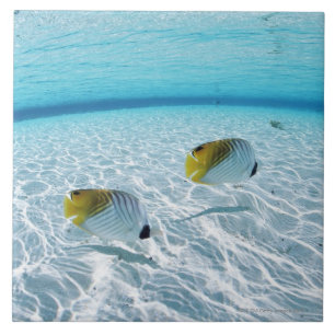 Carreau En Céramique Poissons en mer 2