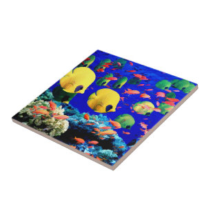 Carreau En Céramique Poissons tropicaux en mer de corail