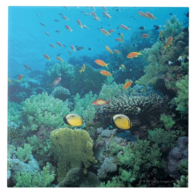 Carreau En Céramique Poissons tropicaux nageant au-dessus du récif (Devant)