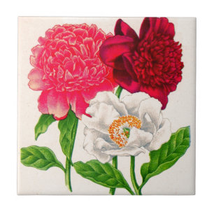 Carreau En Céramique poitrine rouge et blanche