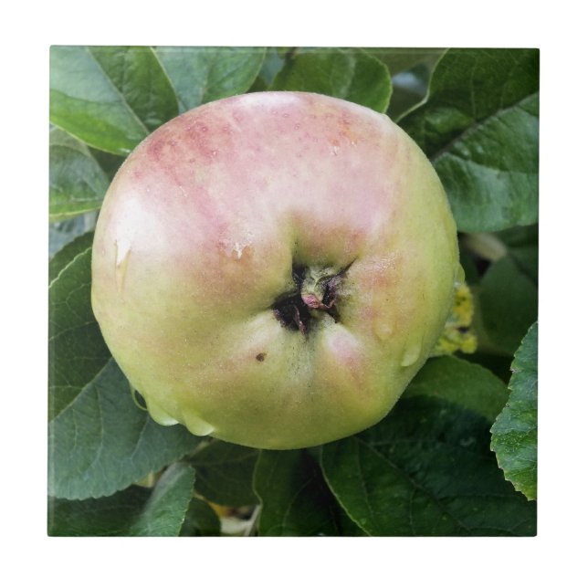 CARREAU EN CÉRAMIQUE POMME (Devant)