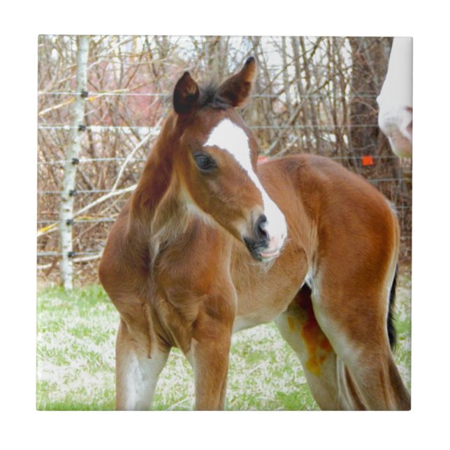 Carreau En Céramique PONEY de BÉBÉ de POULAIN du CHEVAL 2CUTE (Devant)