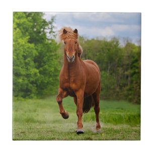 Carreau En Céramique Poney islandais aux amants drôles d'un cheval de