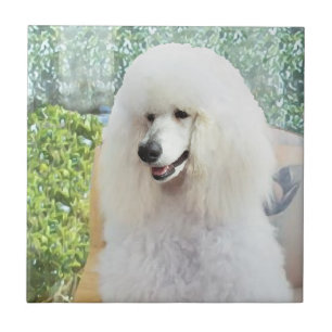 Carreau En Céramique Poodle Standard Blanc