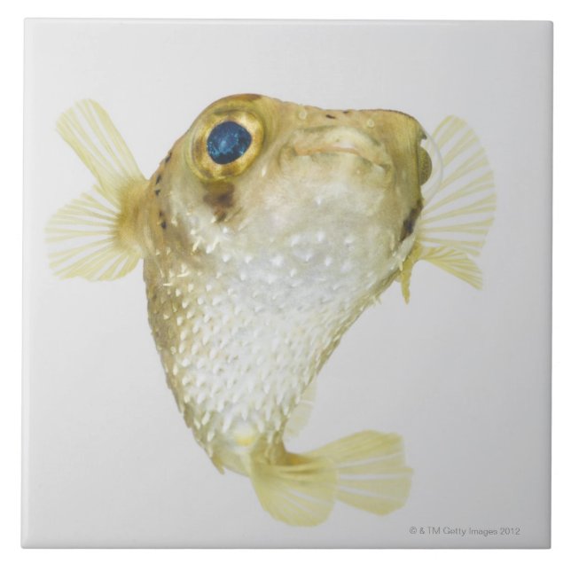 Carreau En Céramique porcupinefish de Tache-aileron (hystrix de Diodon) (Devant)