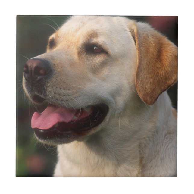 Carreau En Céramique Portrait De Labrador Retriever, Hilton (Devant)