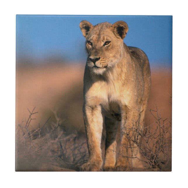 Carreau En Céramique Portrait de lionne (Panthera Leo) (Devant)