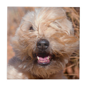 Carreau En Céramique Portrait de Terrier roux à revêtement souple