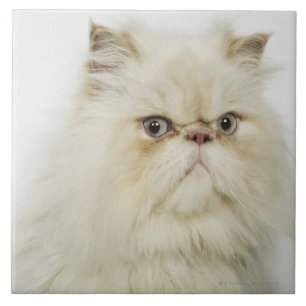 Carreau En Céramique Portrait d'un chat persan