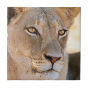 Carreau En Céramique Portrait d'une Lionne regardant au loin