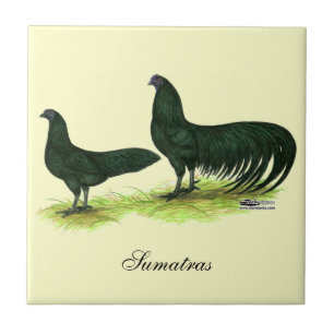 Carreau En Céramique Poules Sumatra Black