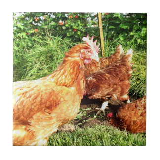 Carreau En Céramique Poulets libres heureux d'ex-batterie de gamme