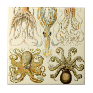 Carreau En Céramique Poulpe Vintage Gamochonia par Ernst Haeckel
