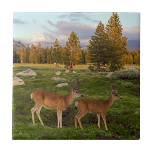 Carreau En Céramique Pré de Tuolumne, Yosemite (Devant)